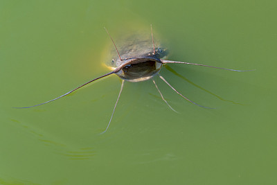 catfish