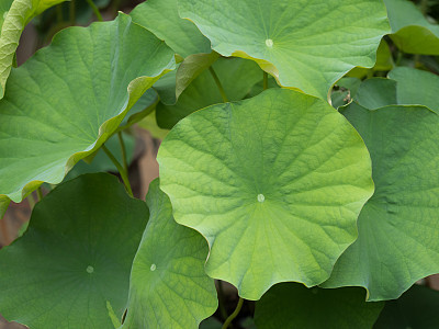lotus
