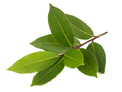 laurel