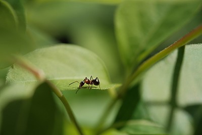 人与蚂蚁的力量对比