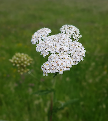 achillea