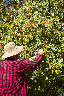 苹果园秋季丰收劳动