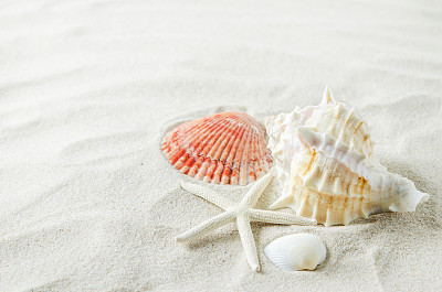shells