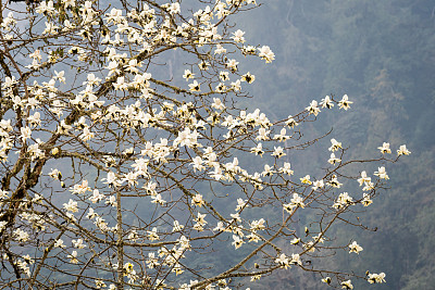 经幡彩旗