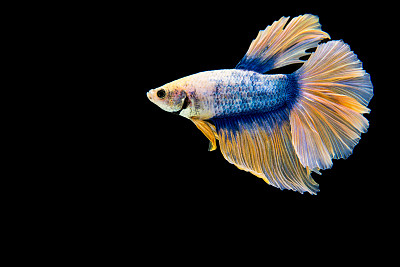 flipper