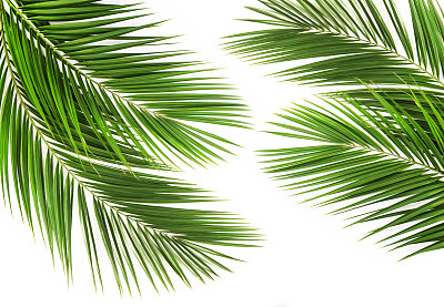 夏天棕榈树丛