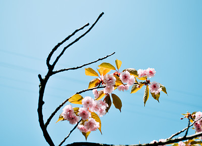 樱花节背景板图片