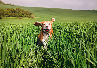 比格犬