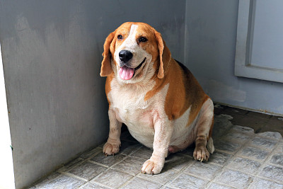 fat