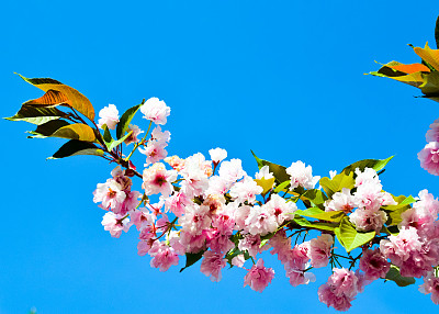 樱花节背景板图片