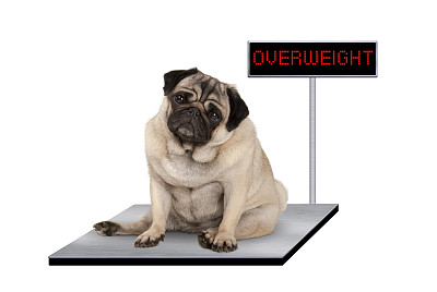 fat