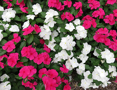 impatiens