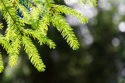 spruce