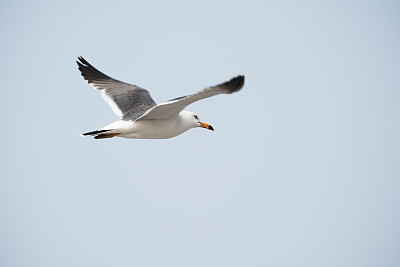 seagull