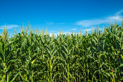 cob