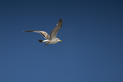 seagull