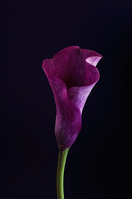 araceae