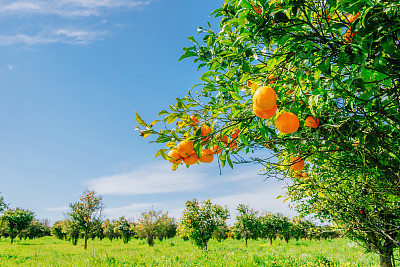 orchard