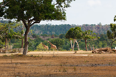 zoo