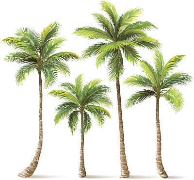 椰林椰树