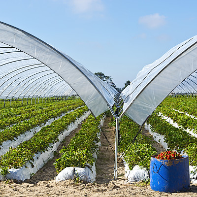 greenhouse