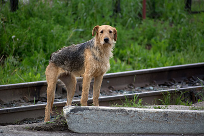 狂犬病