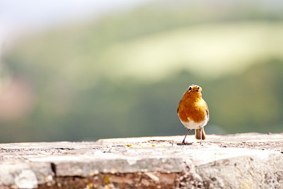 robin-chat
