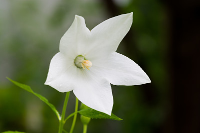 白色桔梗花小花朵