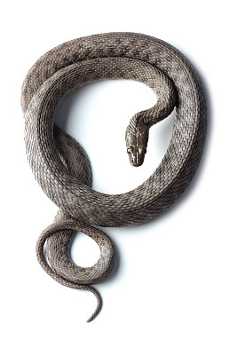 snake