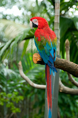 parrots