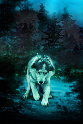 wolf