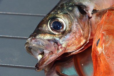 aji