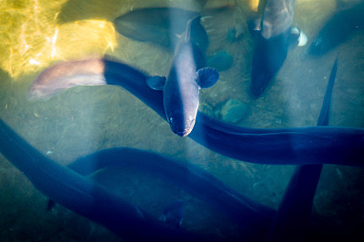 eel