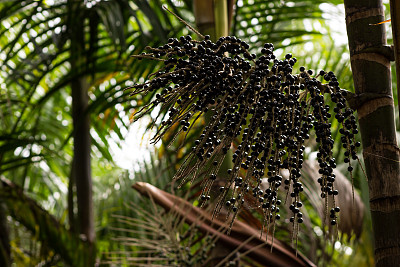 acai