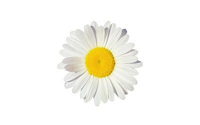 camomiles