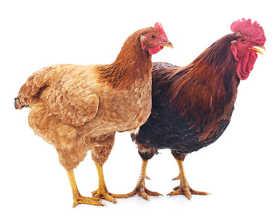 hen