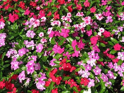 impatiens
