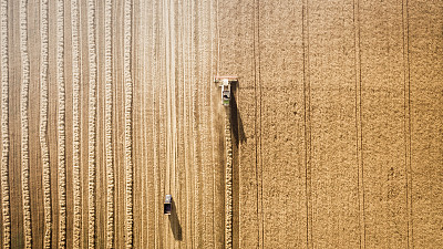 triticum
