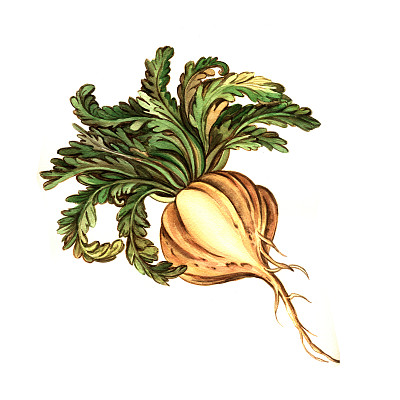 maca