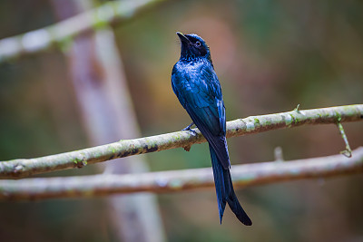 drongo