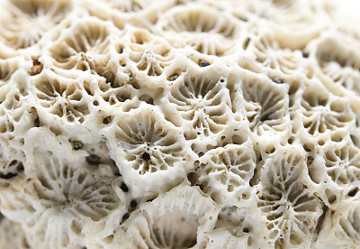corals