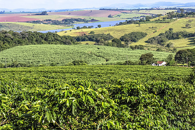 plantation