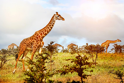 serengeti