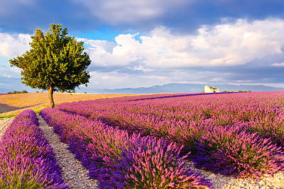 provence
