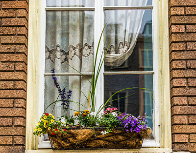 窗台的盆花