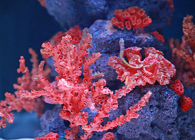 corals