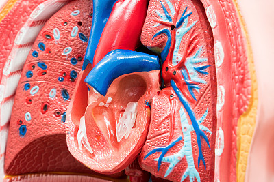肺动脉