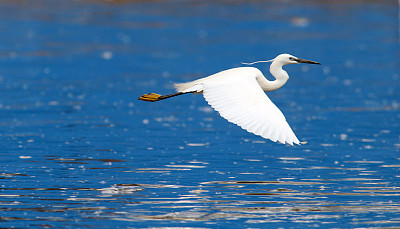 egret