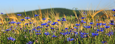 麦花