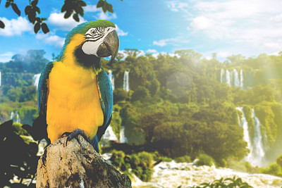 macaws